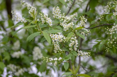 Prunus padus beyaz çiçek açan kuş vişneli böğürtlen ağacı çiçek açan hagberry yardım ağacı dallardaki süs çiçeği ve kırmızı yeşil yapraklar.