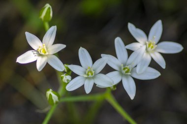 Ornithogalum umbellatum zambak çiçek, küçük süs ve vahşi beyaz çiçek açan bahar bitkisi, soğanlı bitki