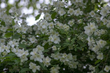 Çalı dallarında çiçek açan tatlı, sahte turuncu beyaz çiçekler, çiçek açan İngiliz Dogwood vahşi süs bitkisi, yeşil yapraklar.