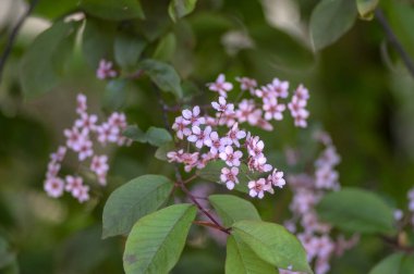 Prunus padus colorata pembe çiçekli kuş vişneli böğürtlen ağacı, çiçek açmış hagberry imdat ağacı dallardaki süs çiçekleri ve kırmızı yeşil yapraklar.