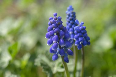 Muscari ermeniacum çiçekli bitki, mavi bahar soğanı üzümlü sümbül çiçekleri bahçede çiçek açıyor, yeşil yapraklar