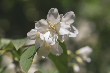 Çalı dallarında çiçek açan tatlı, sahte turuncu beyaz çiçekler, çiçek açan İngiliz Dogwood vahşi süs bitkisi, yeşil yapraklar.