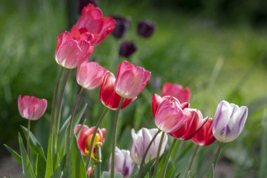 Bahar bahçesinde taze laleler, güzel erken dönem tulipa gesneriana çiçekleri, çeşitli renkler, bir demet romantik çiçek.