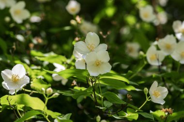 Çalı dallarında çiçek açan tatlı, sahte turuncu beyaz çiçekler, çiçek açan İngiliz Dogwood vahşi süs bitkisi, yeşil yapraklar.