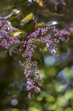 Prunus padus colorata pembe çiçekli kuş vişneli böğürtlen ağacı, çiçek açmış hagberry imdat ağacı dallardaki süs çiçekleri ve kırmızı yeşil yapraklar.