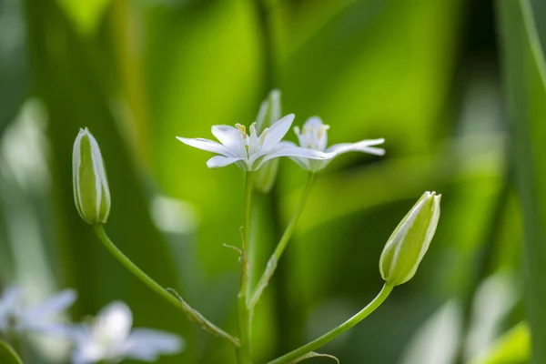 花でOrnithogalum Umbellatum草ユリ 小さな観賞用と野生の白い開花春の植物 球根植物 — ストック写真