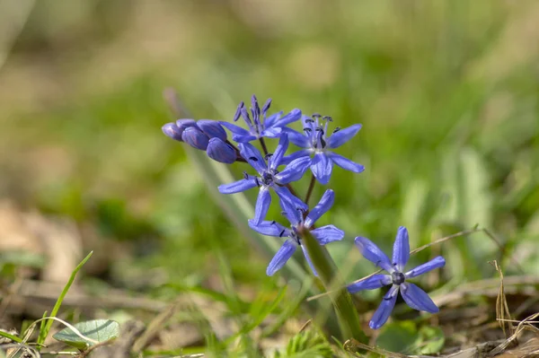 西葫芦高山双叶鳞茎早春球茎花盛开 小而美丽的蓝色开花植物 一枝花 — 图库照片