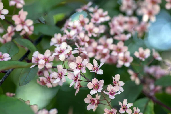 Prunus Padus Colorata Roze Bloeiende Cultivar Van Vogel Kers Hackberry — Stockfoto