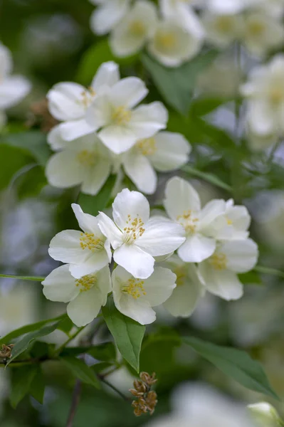 Philadelphus Coronarius Sladké Modrooranžové Bílé Květy Květu Větvích Keřů Kvetoucí — Stock fotografie