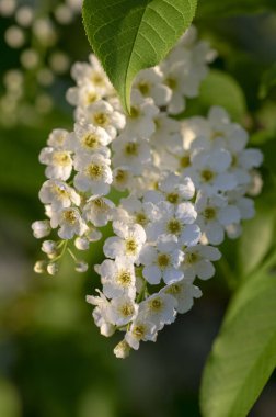Prunus padus beyaz çiçek açan kuş vişneli böğürtlen ağacı çiçek açan hagberry yardım ağacı dallardaki süs çiçeği ve kırmızı yeşil yapraklar.