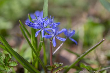 Scilla bifolia alp. İki yapraklı. Bahar başlarında çiçek açan soğan. Çiçek açan küçük güzel mavi çiçek.