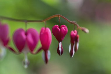 Dicentra spektabilis dallarda açan pembe kanayan kalpler, bahar bahçesinde çiçek açan çiçekler, romantik çiçekler, yeşil yapraklar