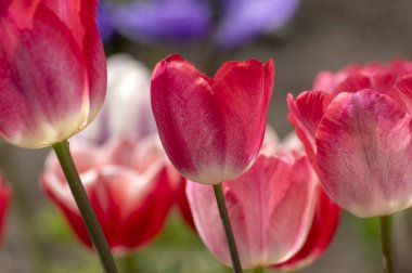 Bahar bahçesinde taze laleler, güzel erken dönem tulipa gesneriana çiçekleri, çeşitli renkler, bir demet romantik çiçek.