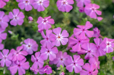 Sürünen yosunlar çiçek açan küçük bitkiler, güzel çiçekler açan dağ çiçekleri halı, yeşil arka planda mor beyaz petroller ile uzun yıllardır örtülü toprak.