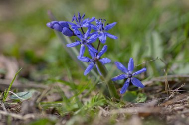 Scilla bifolia alp. İki yapraklı. Bahar başlarında çiçek açan soğan. Çiçek açan küçük güzel mavi çiçek.