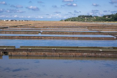 Secovlje Saltworks en büyük Slovenya tuz buharlaştırma göleti Adratik deniz, Slovenya 'da doğal ve endüstriyel manzara, Piran kasabası yakınlarındaki tuz madenleri