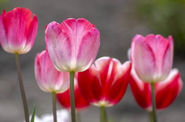 Bahar bahçesinde taze laleler, güzel erken dönem tulipa gesneriana çiçekleri, çeşitli renkler, bir demet romantik çiçek.