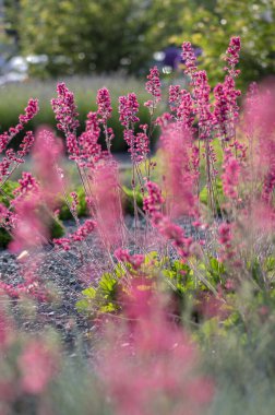 Heuchera sangina güzel süs çiçeği açan bahar çiçeği, çiçek açan parlak kırmızı çiçek, bahçede bir demet çiçek