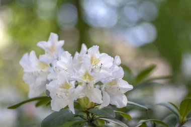 Rhododendron Madam Masson. Sarı noktalı beyaz çiçekler. Çiçek açan yeşil çalılar.