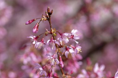 Prunus okame erken bahar süsleri açıyor. Gün ışığında açan güzel pembe çiçekler.