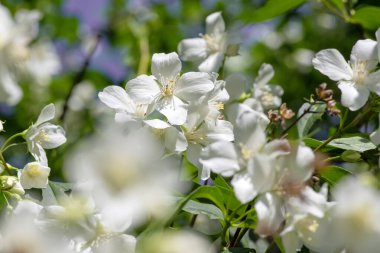 Çalı dallarında çiçek açan tatlı, sahte turuncu beyaz çiçekler, çiçek açan İngiliz Dogwood vahşi süs bitkisi, yeşil yapraklar.