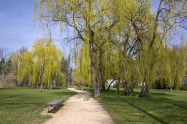 Public park in early spring, nature beginning turn to green, romantic pathway scene with branches, willow alley, sunlight and blue sky