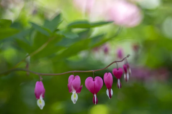 Dicentra spectabilis pink bleeding hearts in bloom on the branches, flowering plant in springtime garden, romantic flowers, green leaves
