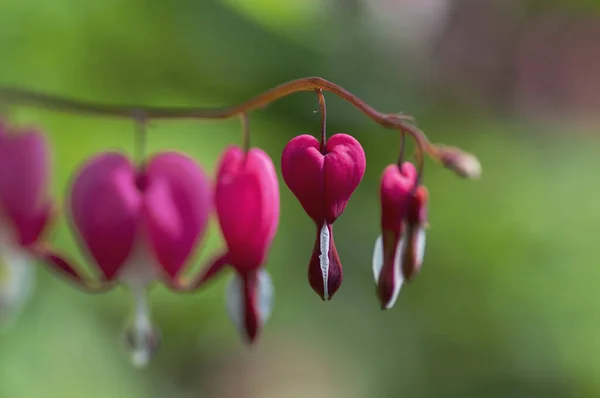 Dicentra Spectabilis Ροζ Ματωμένες Καρδιές Ανθίζουν Στα Κλαδιά Ανθοφόρο Φυτό — Φωτογραφία Αρχείου