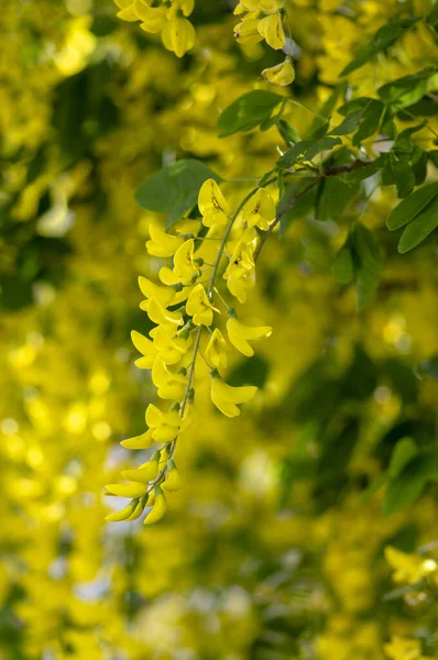 Laburnum Anagyroides Krzewy Ozdobne Gałęzie Rozkwicie Przed Błękitnym Niebem Kwitnące — Zdjęcie stockowe