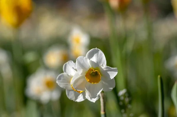 Narcissus Tazetta Frühlingshafte Blütenpflanze Ziergarten Mit Roten Und Gelben Tulpen — Stockfoto