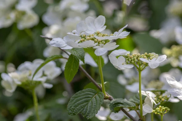 Viburnum Plicatum Kvetoucí Jarní Bílé Květy Krásné Okrasné Japonské Sněhové — Stock fotografie