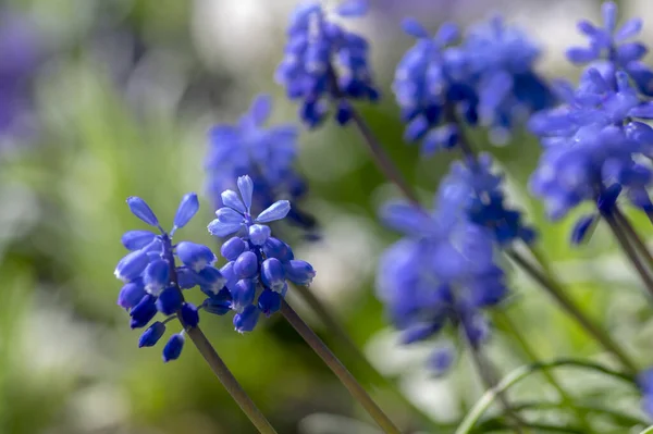 Muscari Armeniacum Flowering Plant Blue Spring Bulbous Grape Hyacinth Flowers — Stock Photo, Image