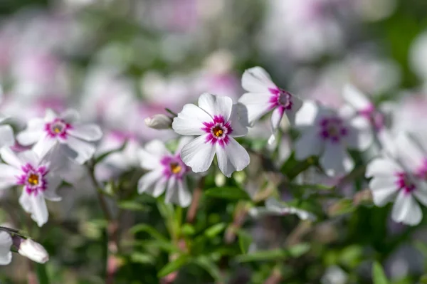 爬行的苔藓淡紫色开花的小植物 盛开的高山淡紫色花地毯 绿色背景的紫色白色花瓣覆盖多年生植物 — 图库照片