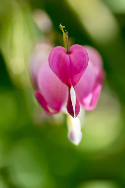 Dicentra Spectabilis Pink Bleeding Hearts Bloom Branches Flowering Plant Springtime — Stock Photo, Image