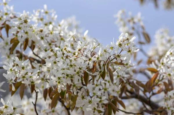 Amelanchier Lamarckii Decidfrufrufrufingshrub Mespilus 식물의 가지에 꽃들의 — 스톡 사진