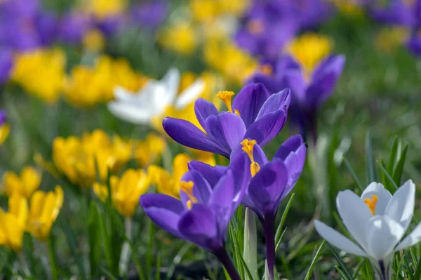 Field Flowering Crocus Vernus Plants Group Bright Colorful Early Spring — Stock Photo, Image
