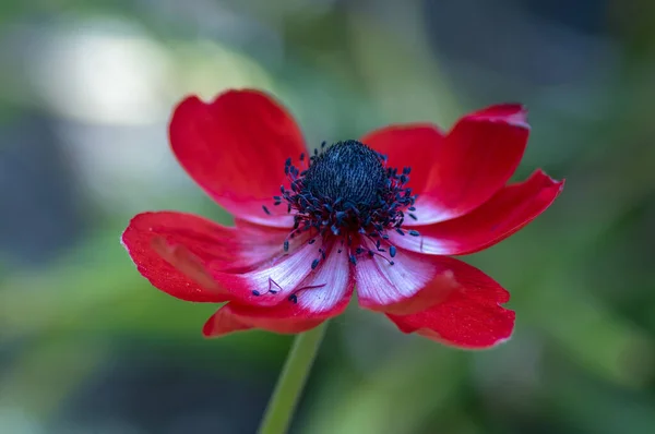 Schöne Rot Weiß Schwarze Zieranemone Coronaria Caen Voller Blüte Leuchtend — Stockfoto