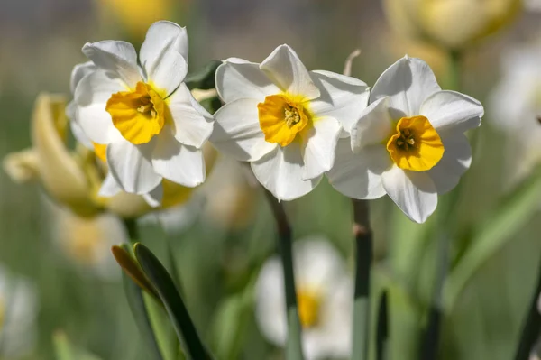 Narcissus Tazetta Frühlingshafte Blütenpflanze Ziergarten Mit Roten Und Gelben Tulpen — Stockfoto