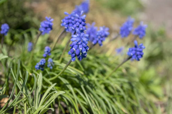 Muscari Armeniacum Planta Con Flores Flores Bulbosas Uva Azul Primavera — Foto de Stock