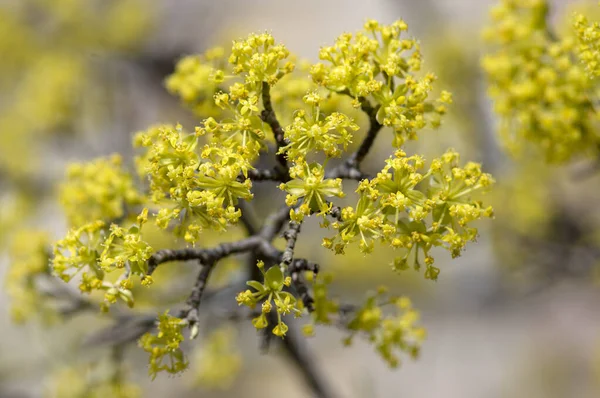 Cornus Mas Branches Cornouiller Européen Début Printemps Fleur Cornelian Cerisier — Photo