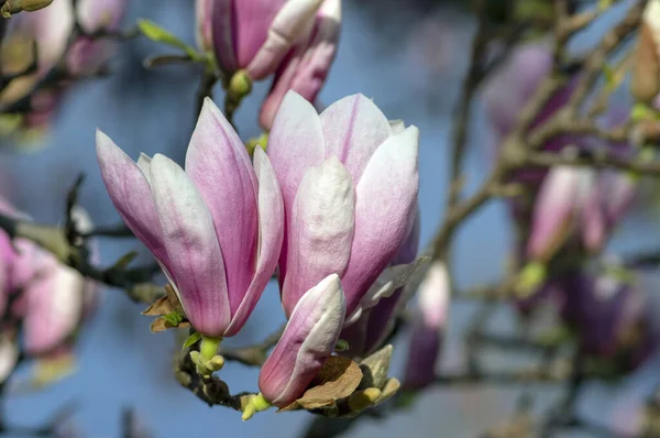 Magnolia Soulangeana Ook Wel Schotel Magnolia Bloeiende Lente Boom Met — Stockfoto
