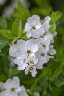 Dış kolda racemosa Kar Dağı beyaz çiçekli çalı, çiçek açmış süs bitkisi, dallarda yeşil yapraklar