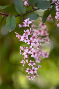 Prunus padus colorata pembe çiçekli kuş vişneli böğürtlen ağacı, çiçek açmış hagberry imdat ağacı dallardaki süs çiçekleri ve kırmızı yeşil yapraklar.