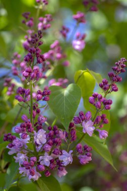 Şırınga, mor mor, çiçek açan çalı, açan dallardaki kokulu çiçek grupları, sık rastlanan, ekilmemiş leylak ağaçları, gün ışığında yeşil yapraklar.