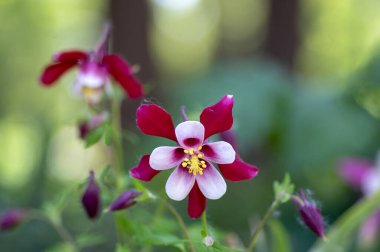 Aquilegia caerulea kırmızı beyaz sarı çiçekli bitki, güzel süs bitkisi çiçekli uzun ömürlü çiçekler, yıldız şeklinde çiçekler
