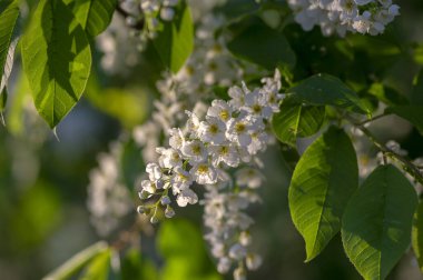 Prunus padus beyaz çiçek açan kuş vişneli böğürtlen ağacı çiçek açan hagberry yardım ağacı dallardaki süs çiçeği ve kırmızı yeşil yapraklar.