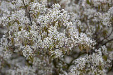 Amelanchier lamarckii yapraklı yaprak döken çalılar, dallardaki beyaz çiçekler, karlı tarlalar.