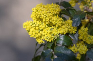 Çiçek açan Mahonia aquifolium, Oregon üzümü denen sarı çiçekli bitki, iğne yeşili yapraklar ve sarı çiçek demeti, süslemeli dikenli çalılar.