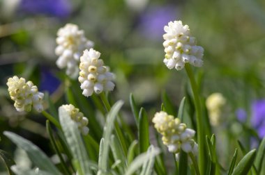 Muscari aucheri beyaz çiçek, çiçek açmış bir grup ampul, güzel bahar çiçekleri, yeşil yapraklar
