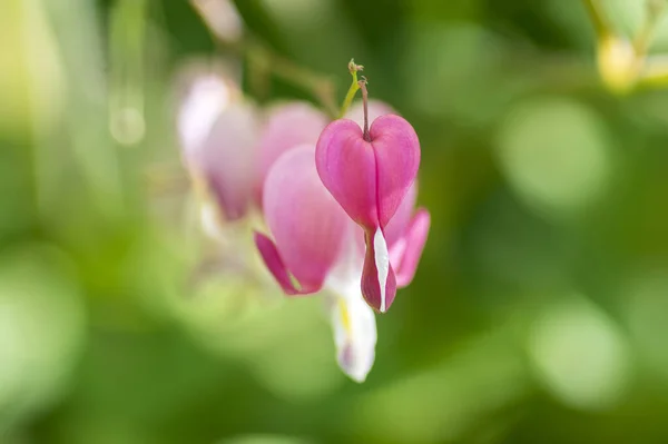 Dicentra Spectabilis Pink Bleeding Hearts Bloom Branches Flowering Plant Springtime — Stock Photo, Image